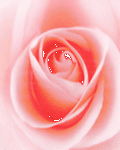 pic for Pink Rose
